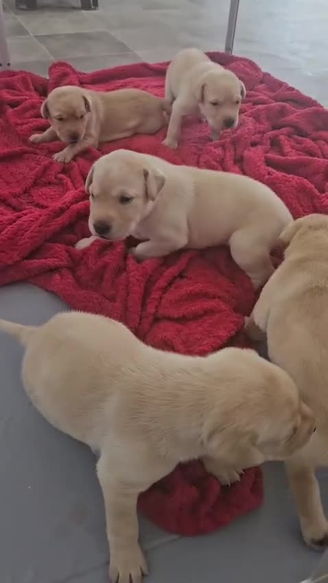 Labrador Retriever dogs for sale: 🐾 KC Registered Labrador Puppies – Red/Yellow 🐾 - Video 1