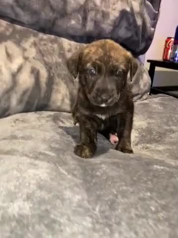 Mixed Breed dogs for sale: 8 beautiful staff cross shepsky pups  - Video 3