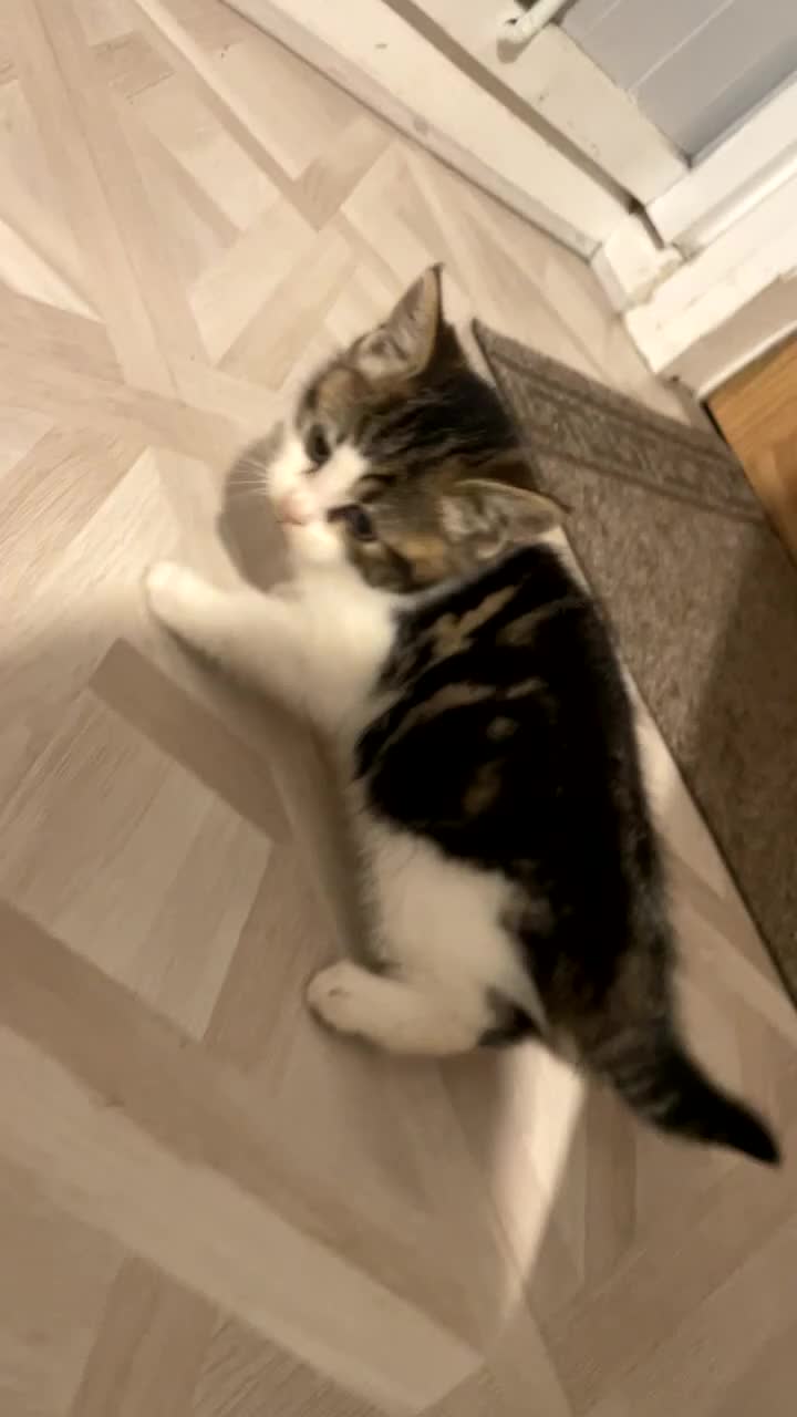 Siberian cats for sale: Kitten in need of urgent Home. - Video 1