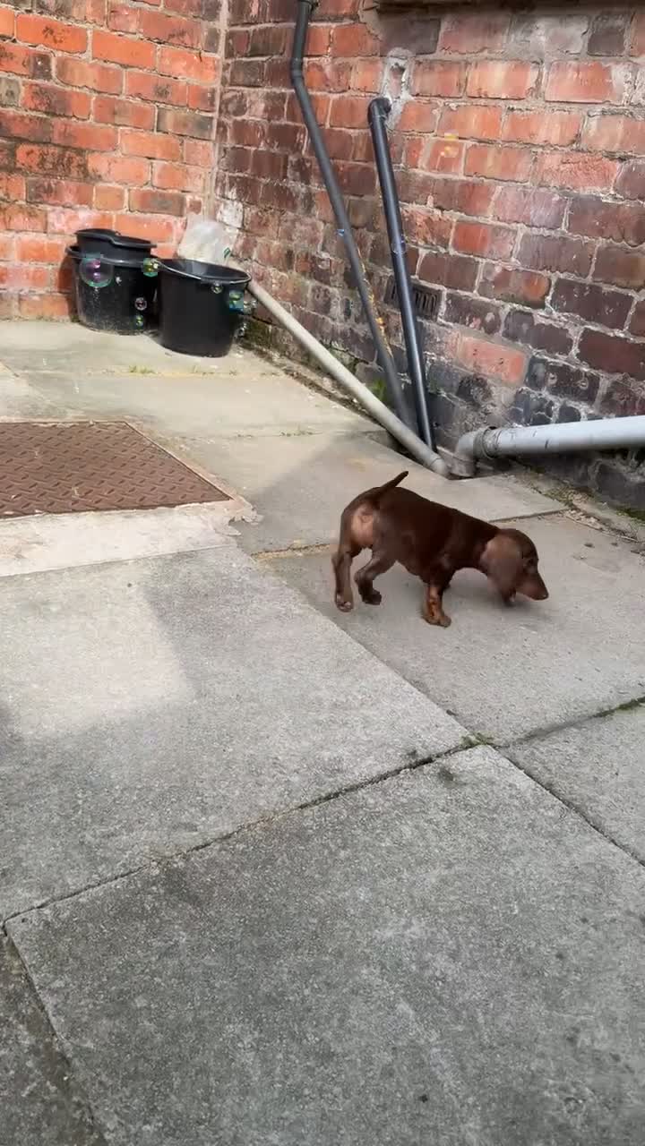 Miniature Dachshund dogs for sale: Miniature dachshund  - Video 2