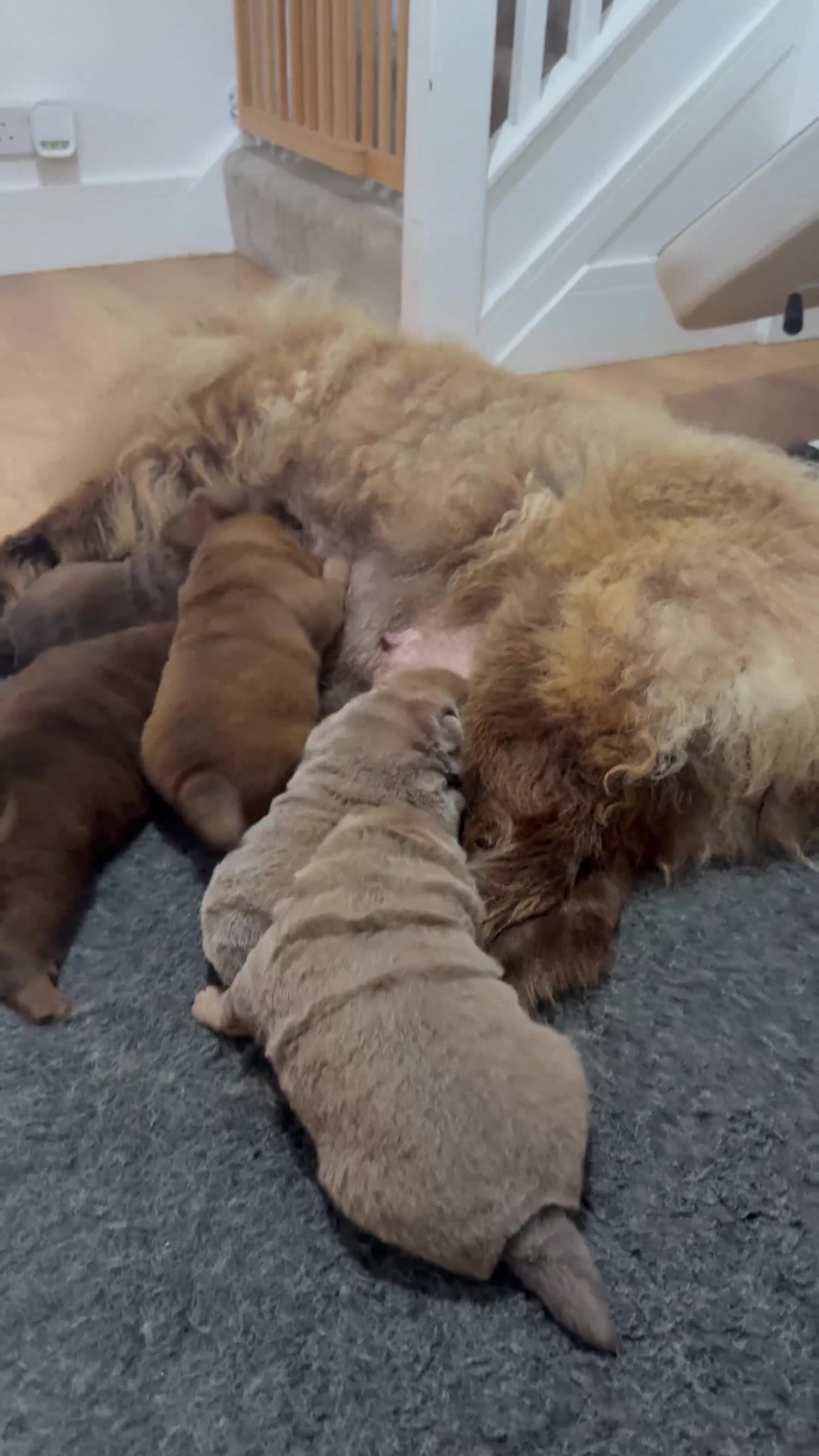 Chow Chow dogs for sale: Beautiful chow litter KC registered 🧬💜🍫 - Video 1