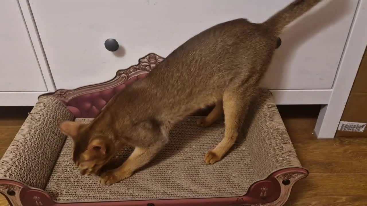 Abyssinian cats for sale: Beautifull Queen 🥰 - Video 1