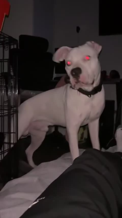 Mixed Breed dogs for sale: Polo  - Video 1