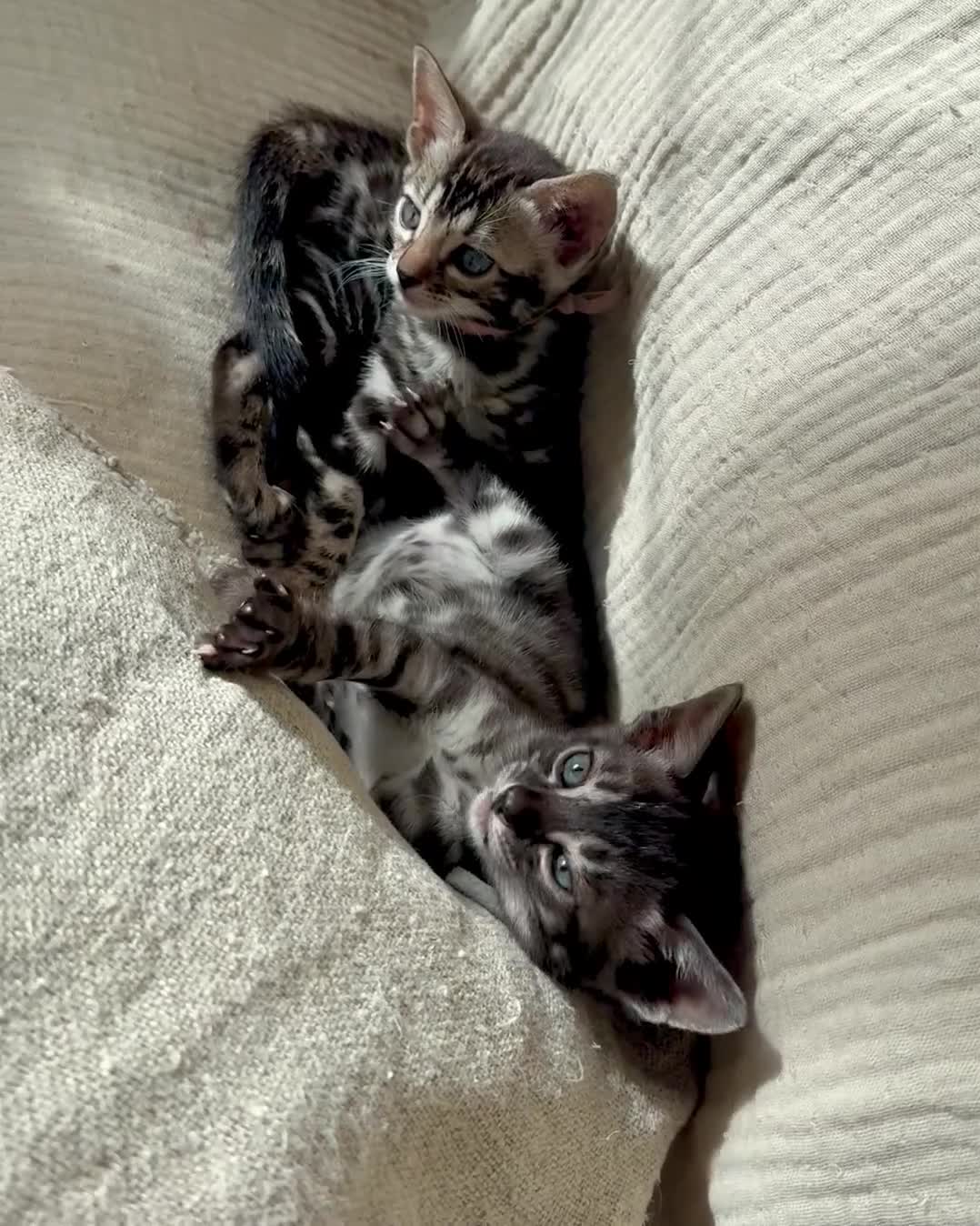 Bengal cats for sale: Pedigree Glittered Bengal Kittens - TICA reg. - Video 1