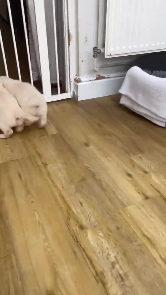 Golden Retriever dogs for sale: Stunning KC registered cream golden retrievers - Video 1