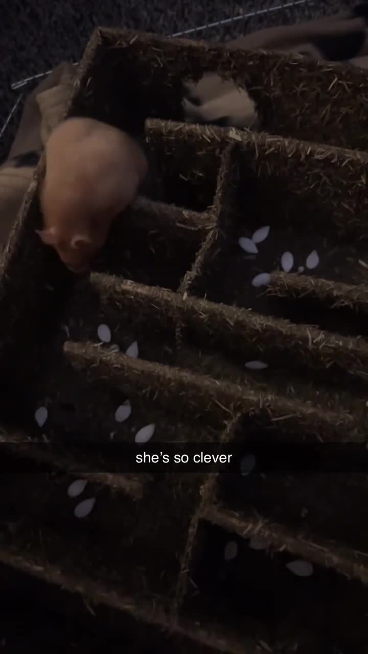 Hamster rodents for sale: Meet Cinnamon :)) - Video 4