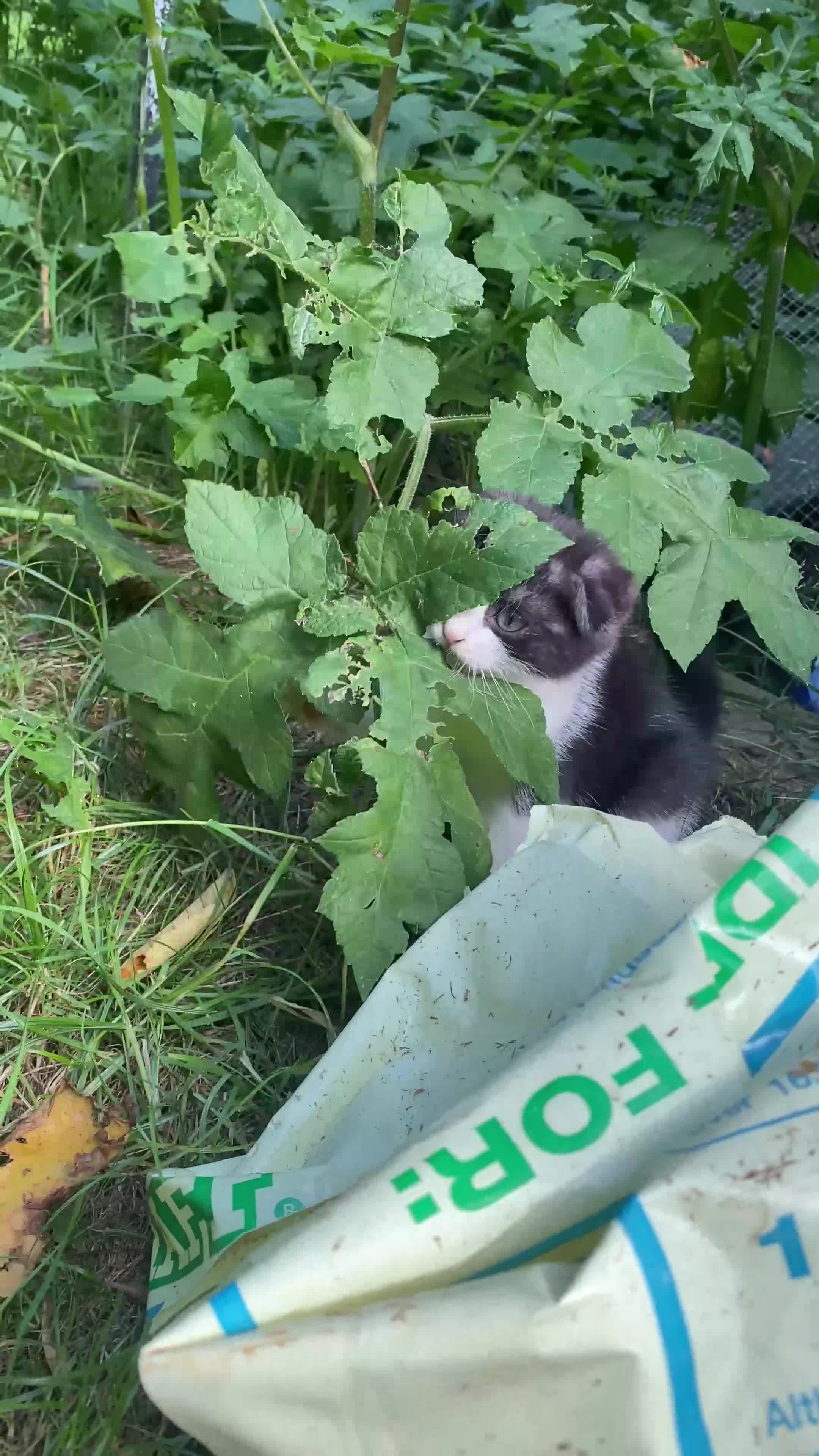 Scottish Fold cats for sale: Beautiful 4 month-Old Scottish Fold Kitten  - Video 2