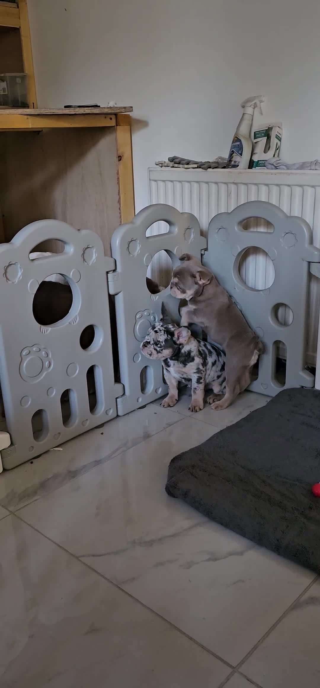 Mixed Breed dogs for sale: Micro exotic,s. - Video 3