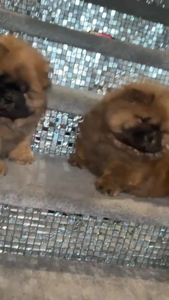 Chow Chow dogs for sale: STUNNING CHOW CHOW PUPPIES READY NOW - Video 4