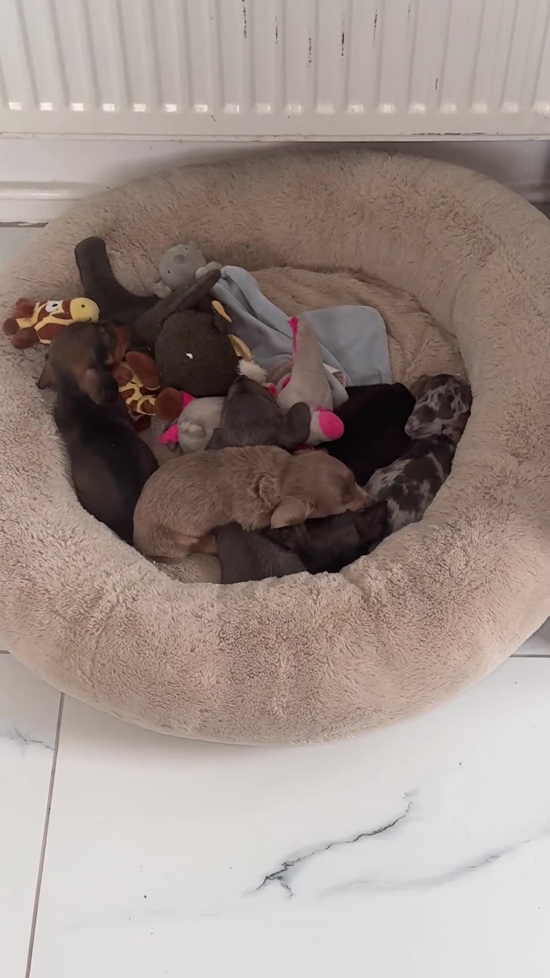 Miniature Dachshund dogs for sale: miniature dachshund puppies  - Video 1