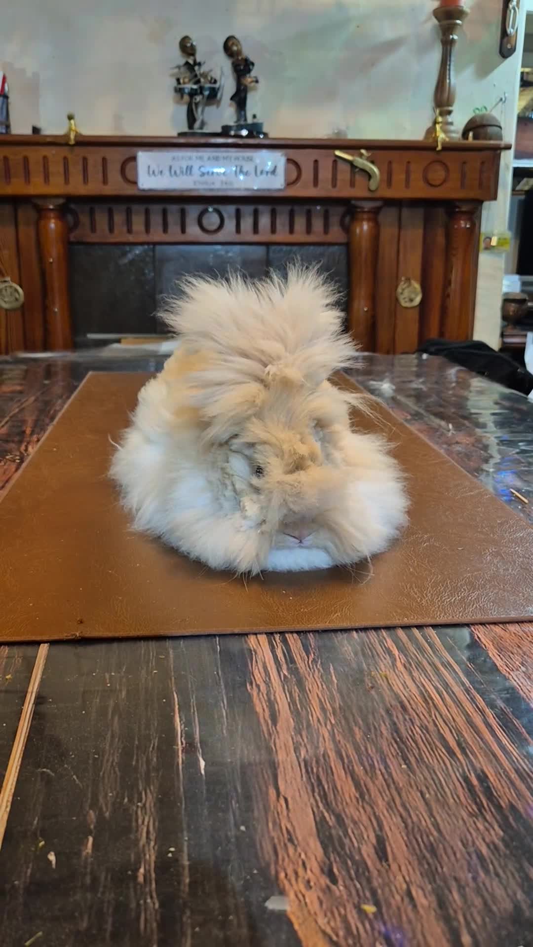 Angora rabbits for sale: Gorgeous Angora Rabbits, Pure Bred Full Faced. - Video 3