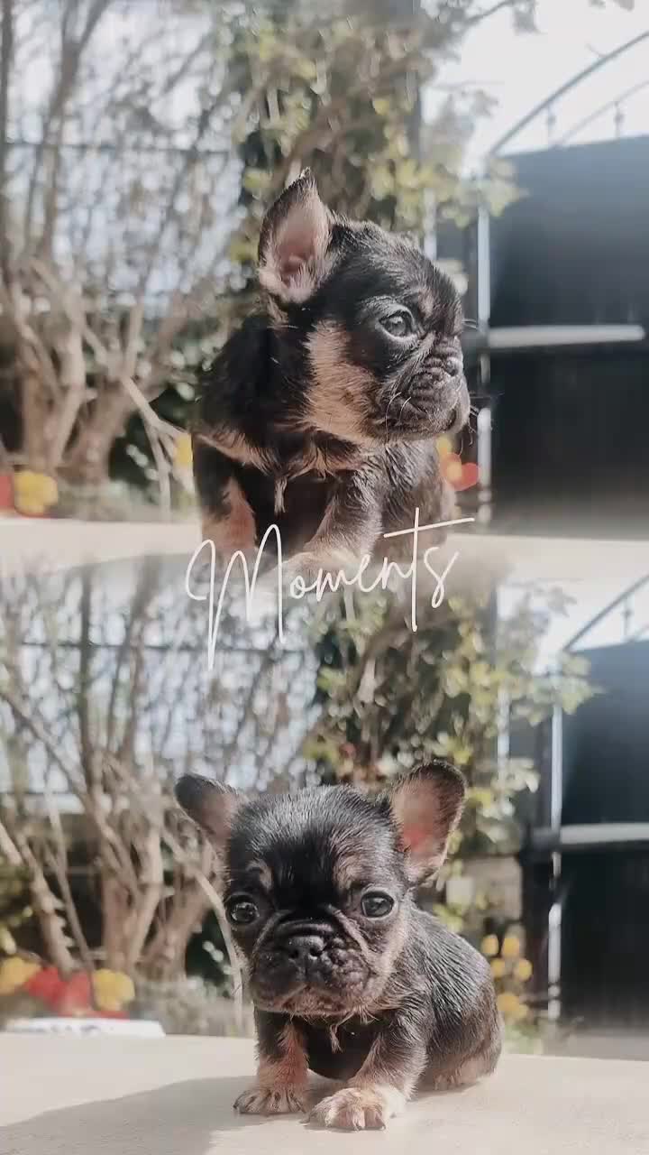 French Bulldog dogs for sale: Beautiful French bulldogs in Barnsley - Video 1