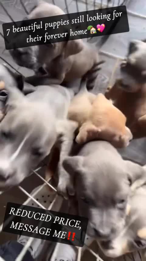 Mixed Breed dogs for sale: Cane Corso x Pocket Bully - Video 2