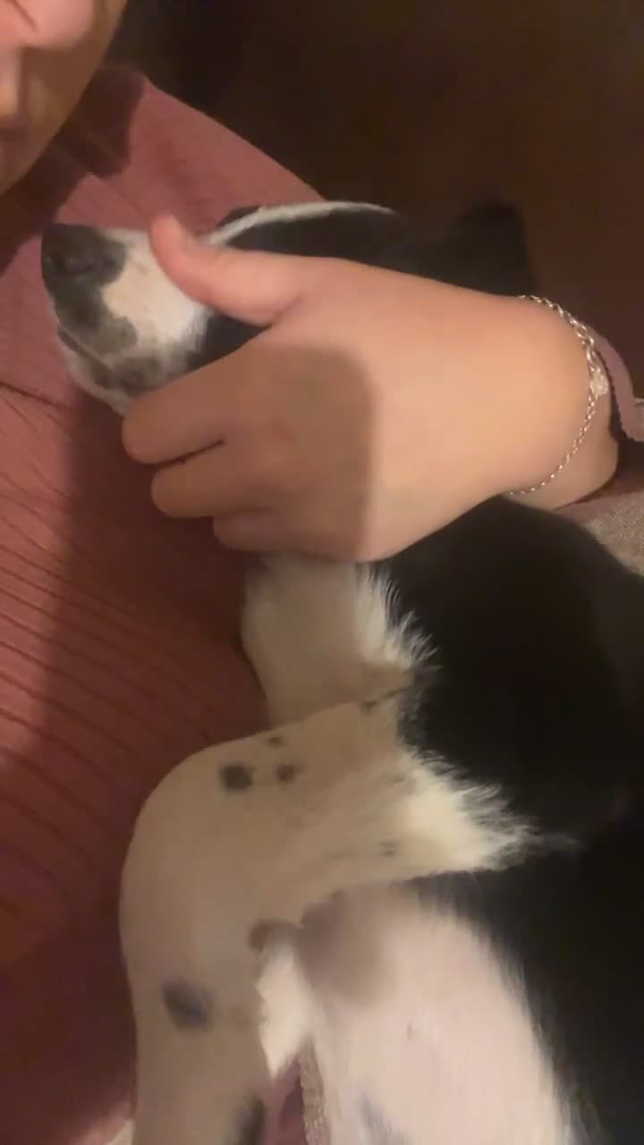 Border Collie dogs for sale: Male Collie *massively reduced price* - Video 1