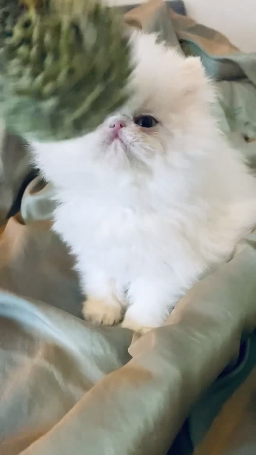 Exotic cats for sale: (Rare odd eye bicolours)🏆Exceptional. - Video 2