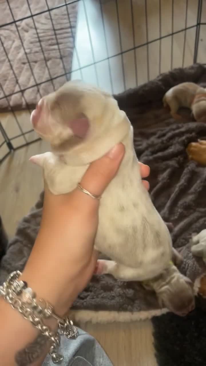 Old Tyme Bulldog dogs for sale: Old tyme bulldog puppies in Tipton - Video 2