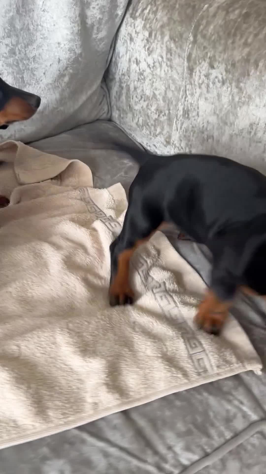 Miniature Dachshund dogs for sale: Miniature dachshunds girls - Video 1