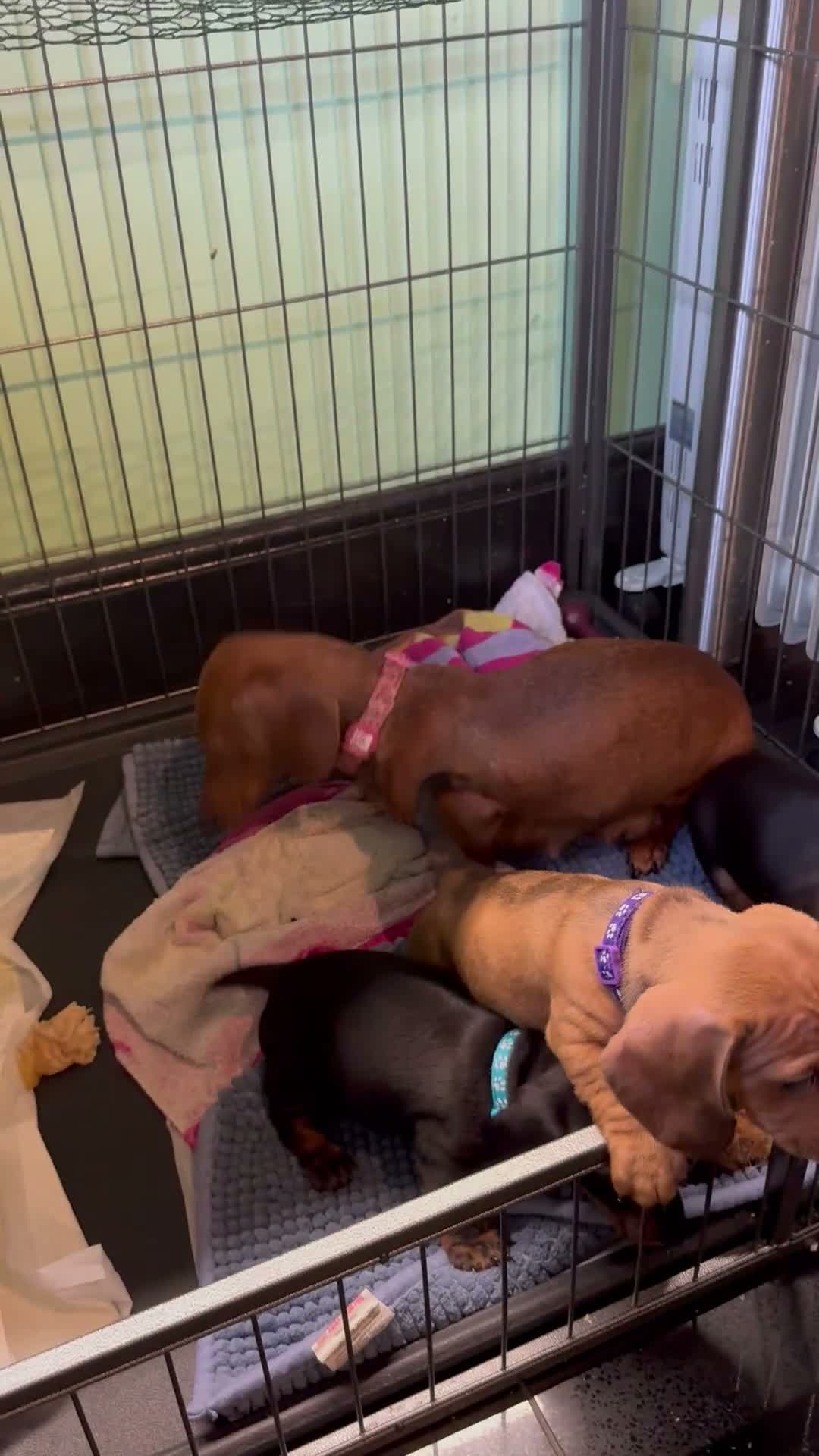 Miniature Dachshund dogs for sale: 3 male Miniature Dachshunds for sale in Bolton - Video 3