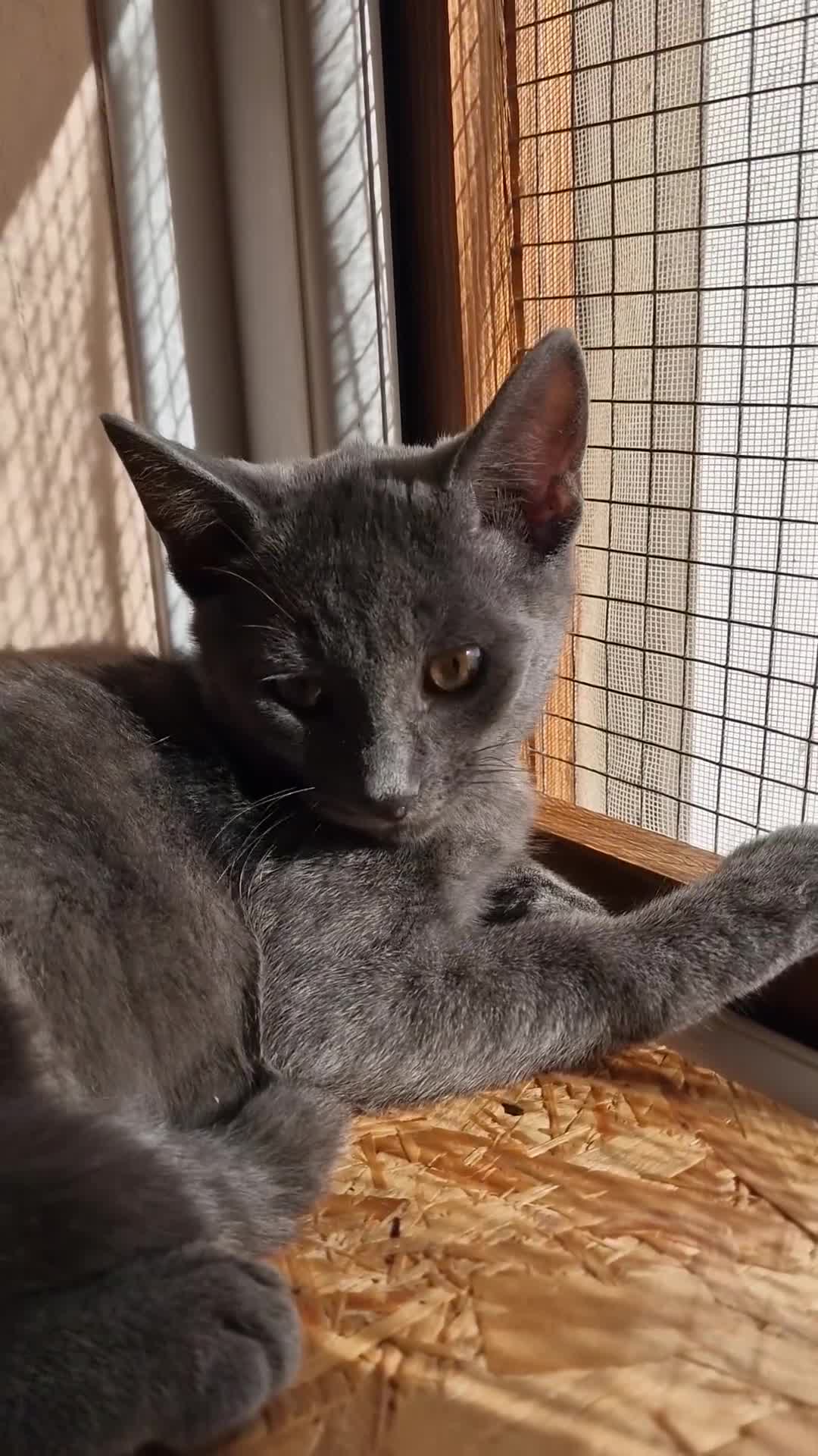 Russian Blue cats for sale: Pure Russian Blue Kitten LAST BOY ! - Video 2