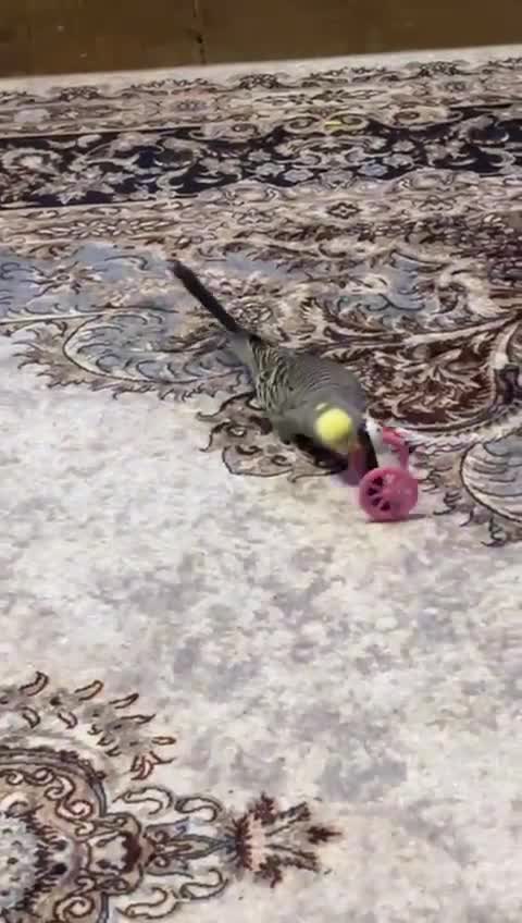 Budgerigars birds for sale: Adorable, tame budgie - Video 1