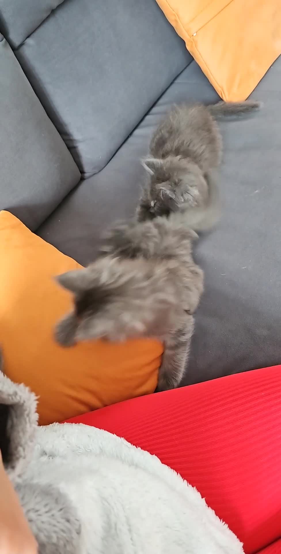 Maine Coon cats for sale: Blue Maine Coon kittens Tica registered in King's Lynn - Video 1