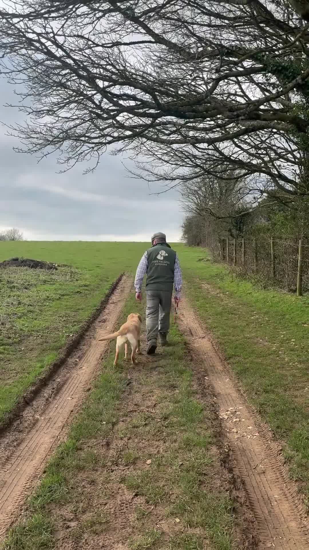 Labrador Retriever dogs for sale: Family Trained Male Yellow Labrador 7 Months - Video 2