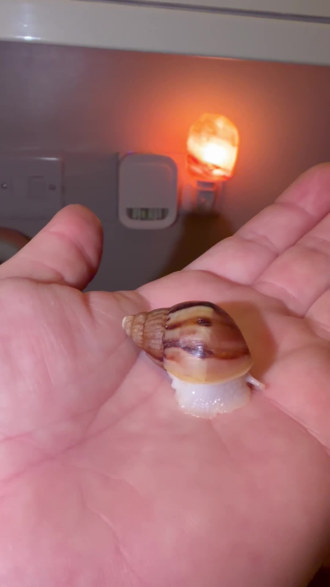 Snails invertebrates for sale: Albino Giant African Land Snails (Achatina Fulica) - Video 2