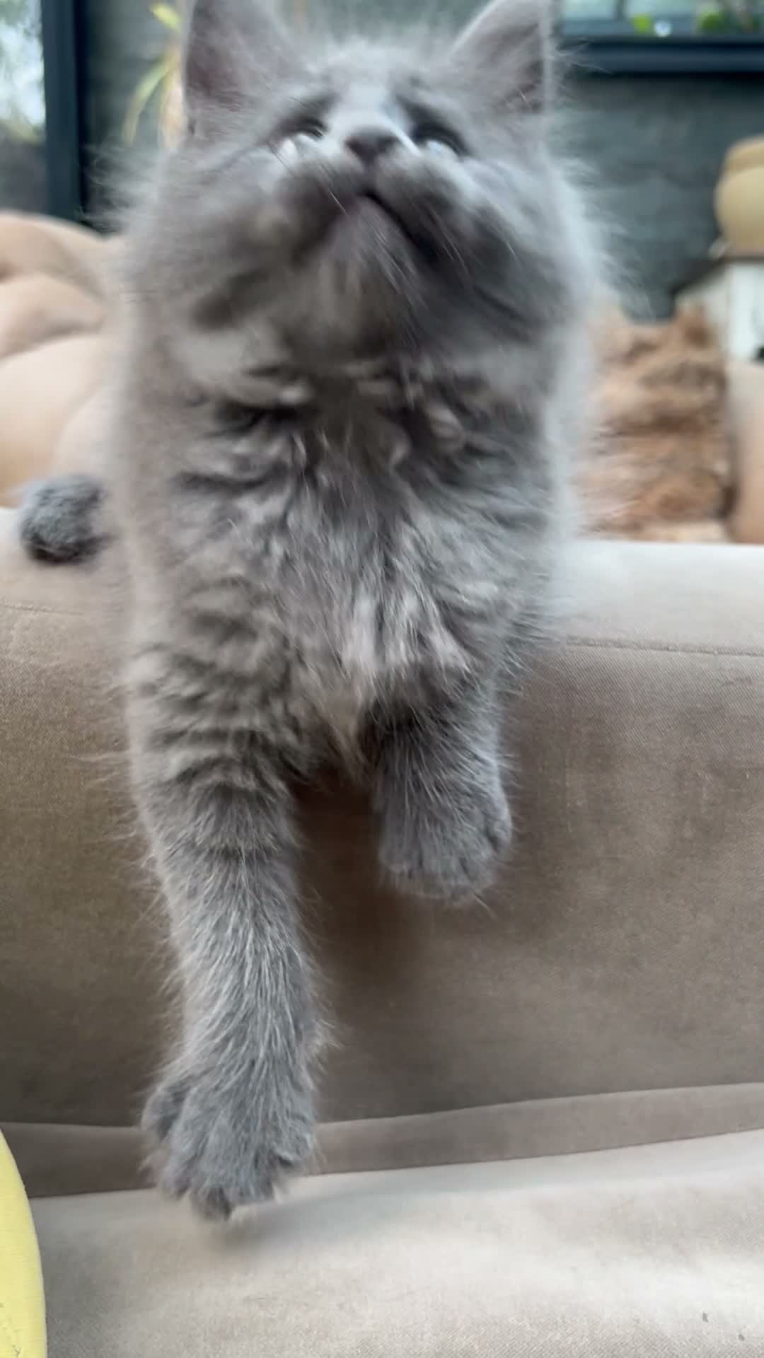 Maine Coon cats for sale: Rare Blue Smoke Maine Coon Kittens – Exceptional  - Video 1