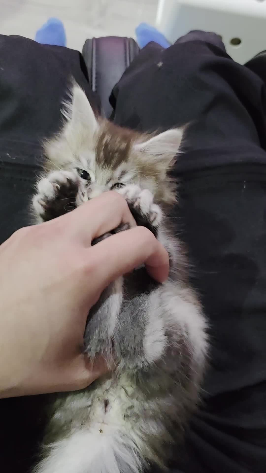 Maine Coon cats for sale: TICA Mainecoon sliver ,blue eye kitten - Video 2
