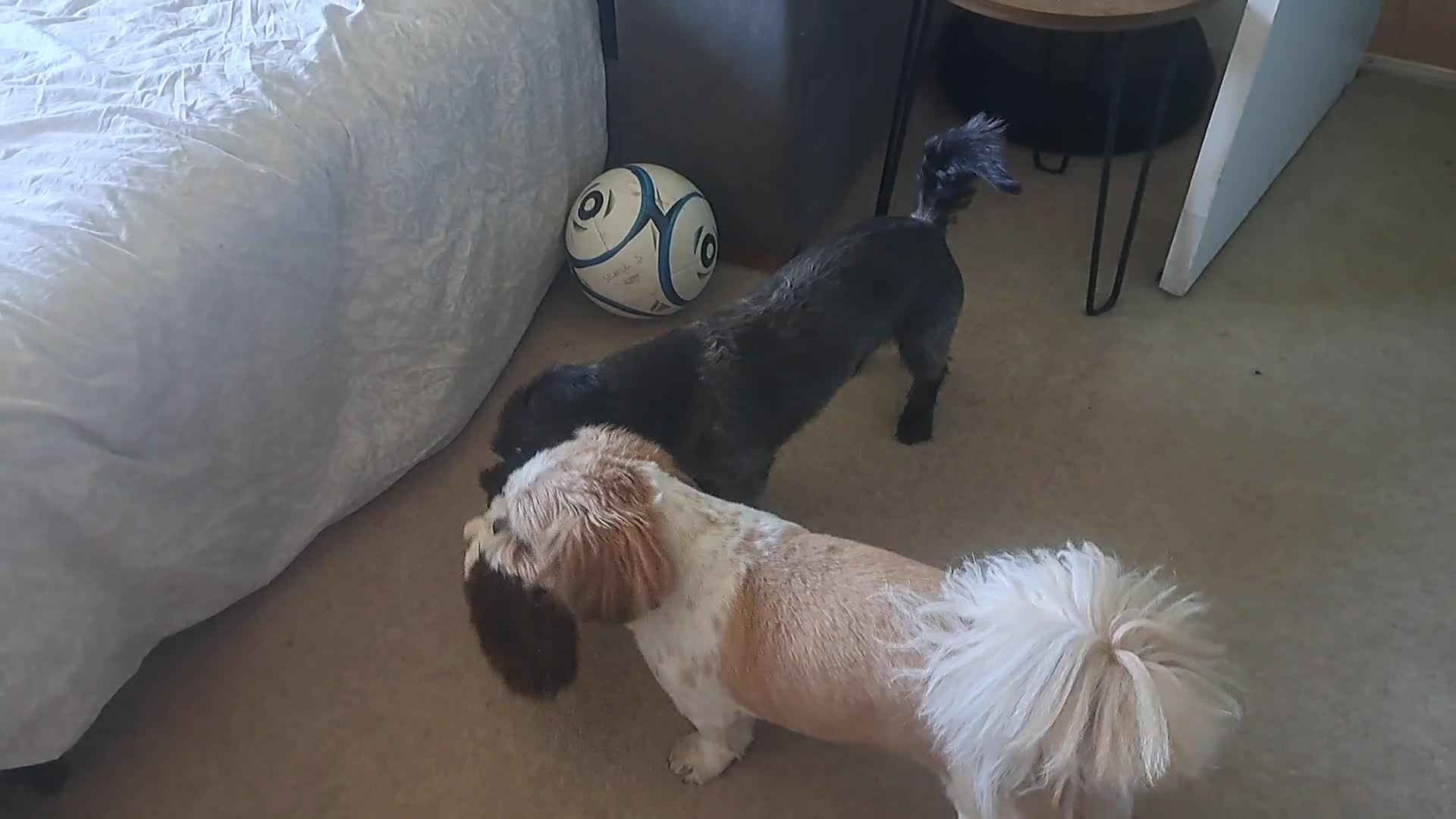 Mixed Breed dogs for stud: Dachshund x Shih Tzu for stud - Video 1