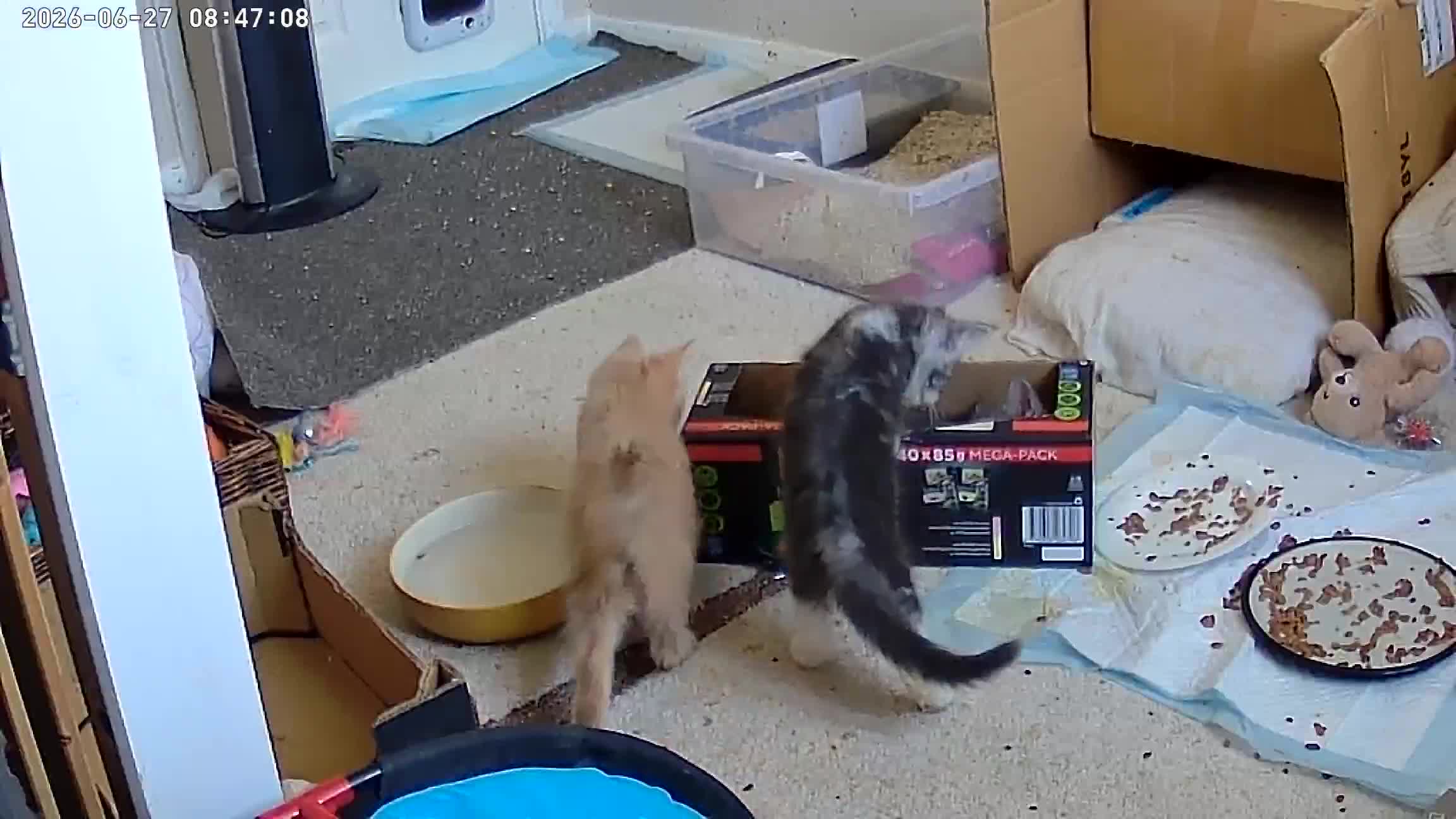 Maine Coon cats for sale: Fluffy, friendly pedigree maine coon kittens  - Video 1