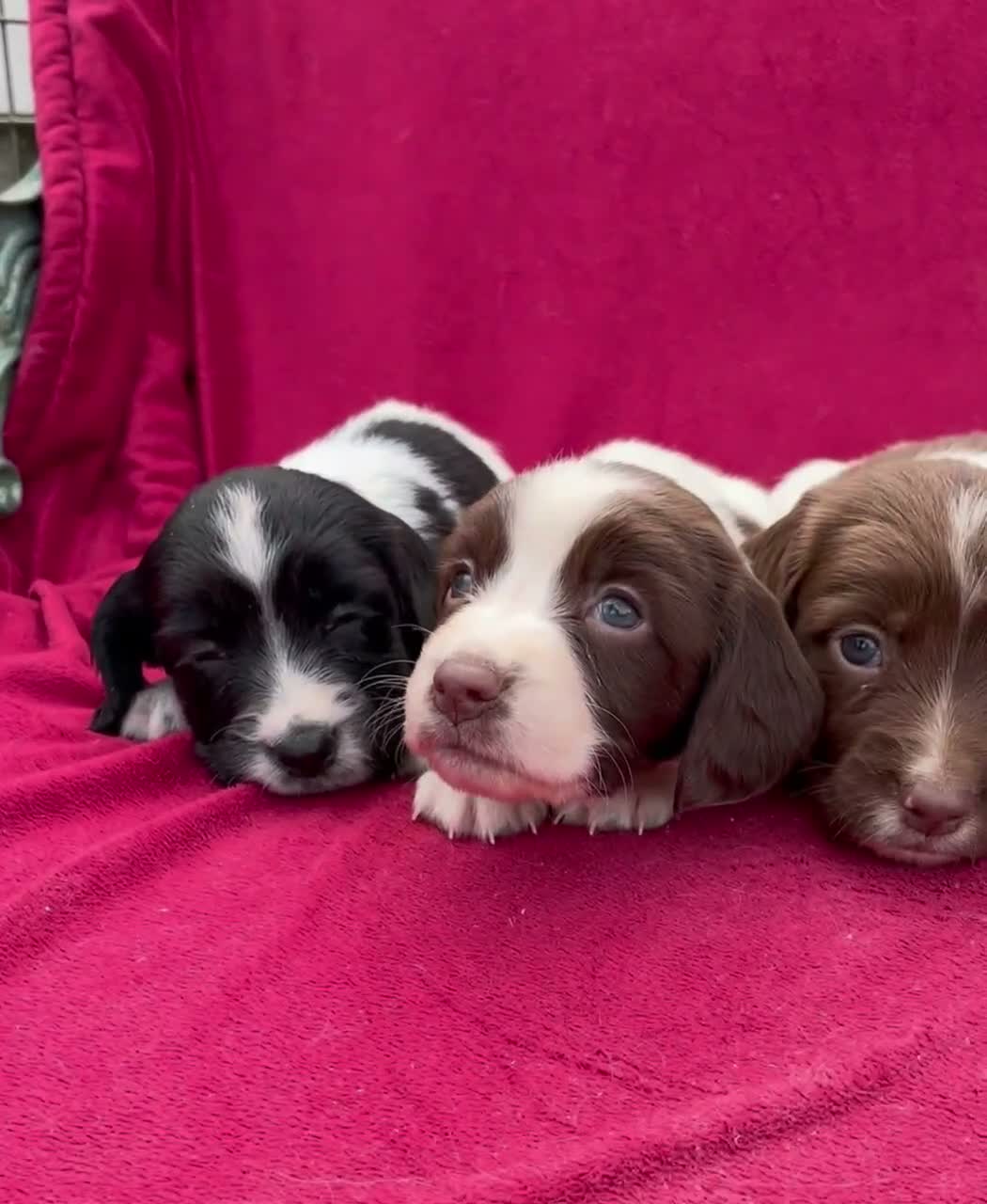 English Springer Spaniel dogs for sale: With an OFF SWITCH springers - Video 3