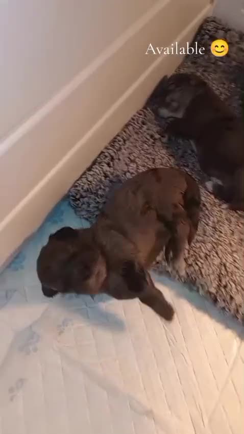 Shihpoo dogs for sale: 💕Stunning Rare F1 Merle Shoodles/Shihpoos💕 - Video 1