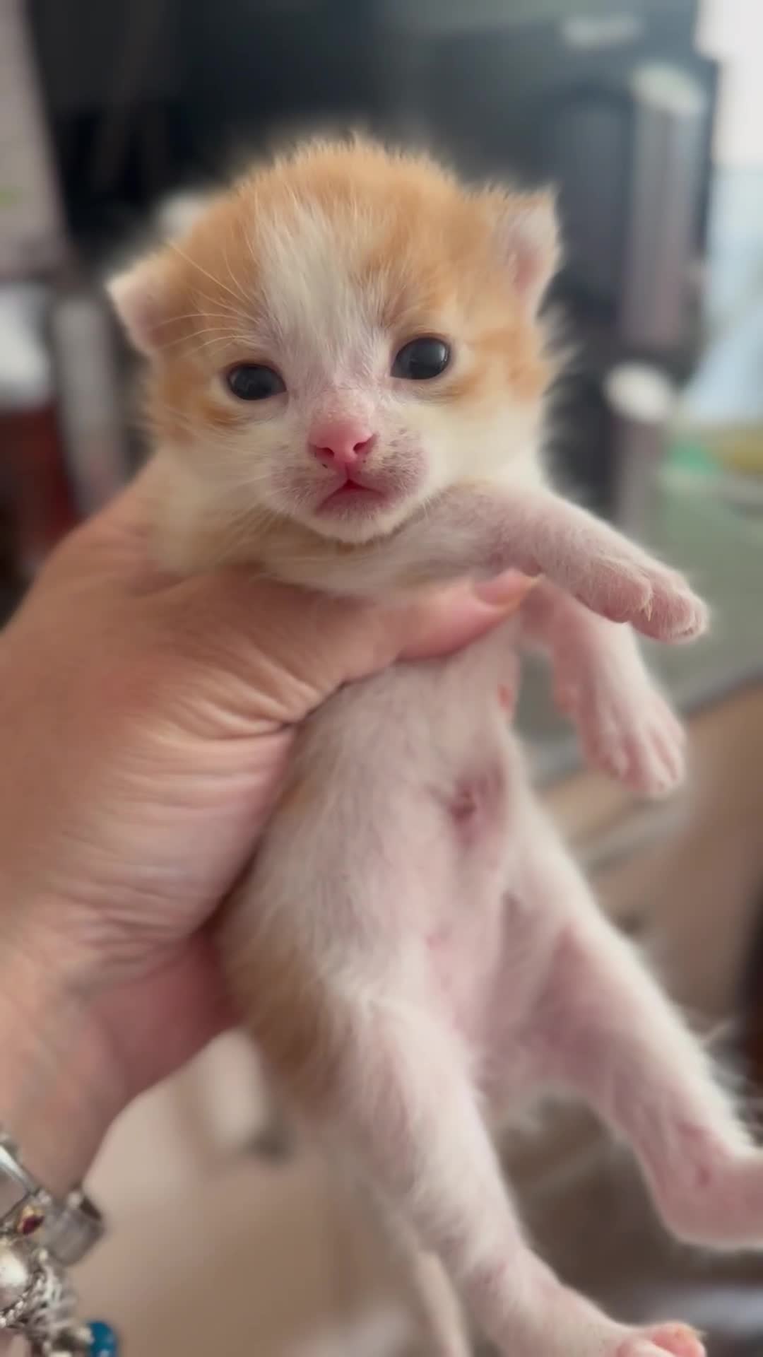 British Shorthair cats for sale: * Cute ginger & white 1 x boy 1 x girl kitten £50* - Video 1