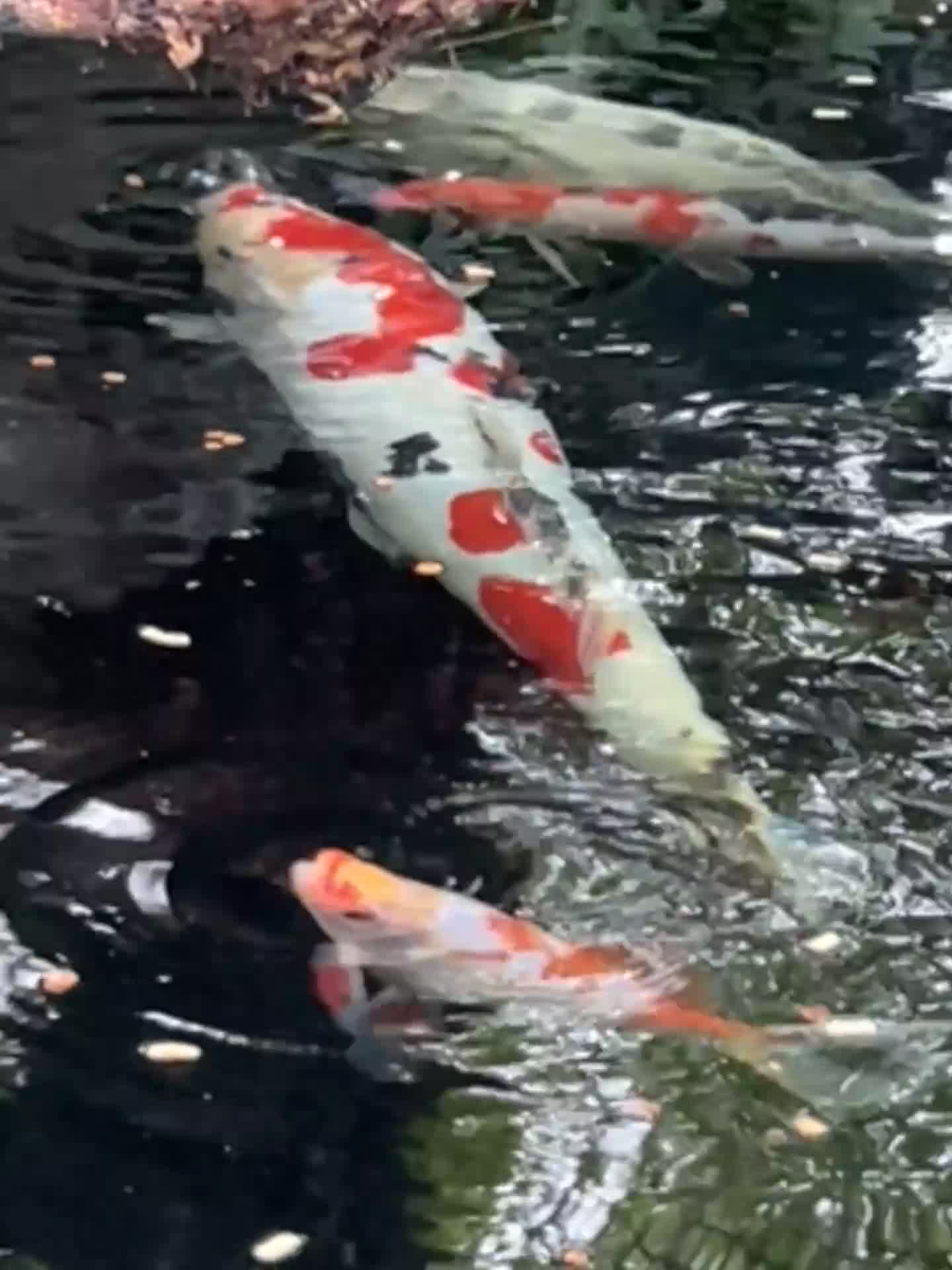 Koi Carp fish for sale: koi fish and various other fish - Video 1