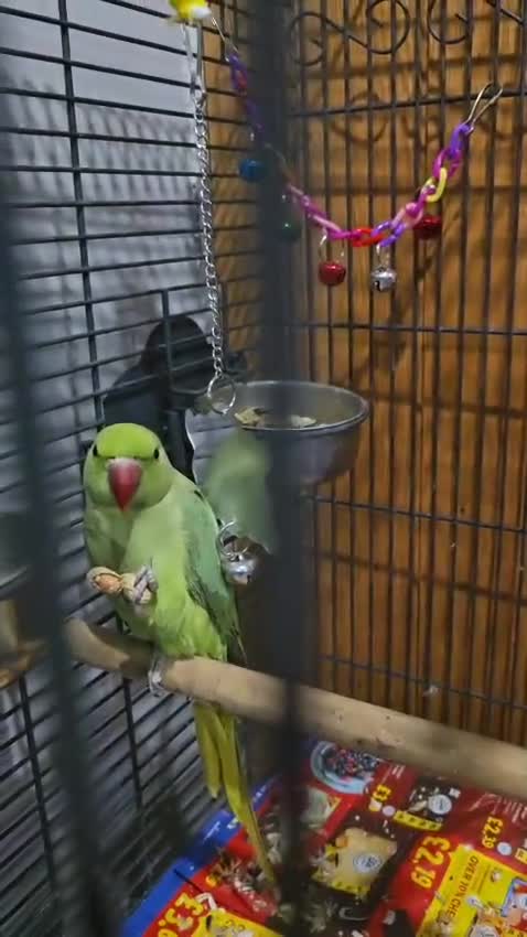 Parrots birds for sale: Indian ringneck - Video 1