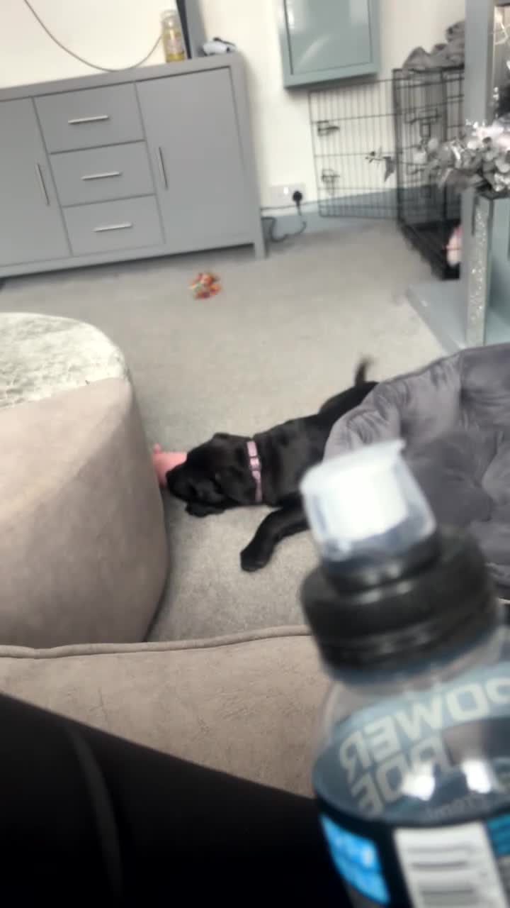 Mixed Breed dogs for sale: 11 week old girl for sale  - Video 1