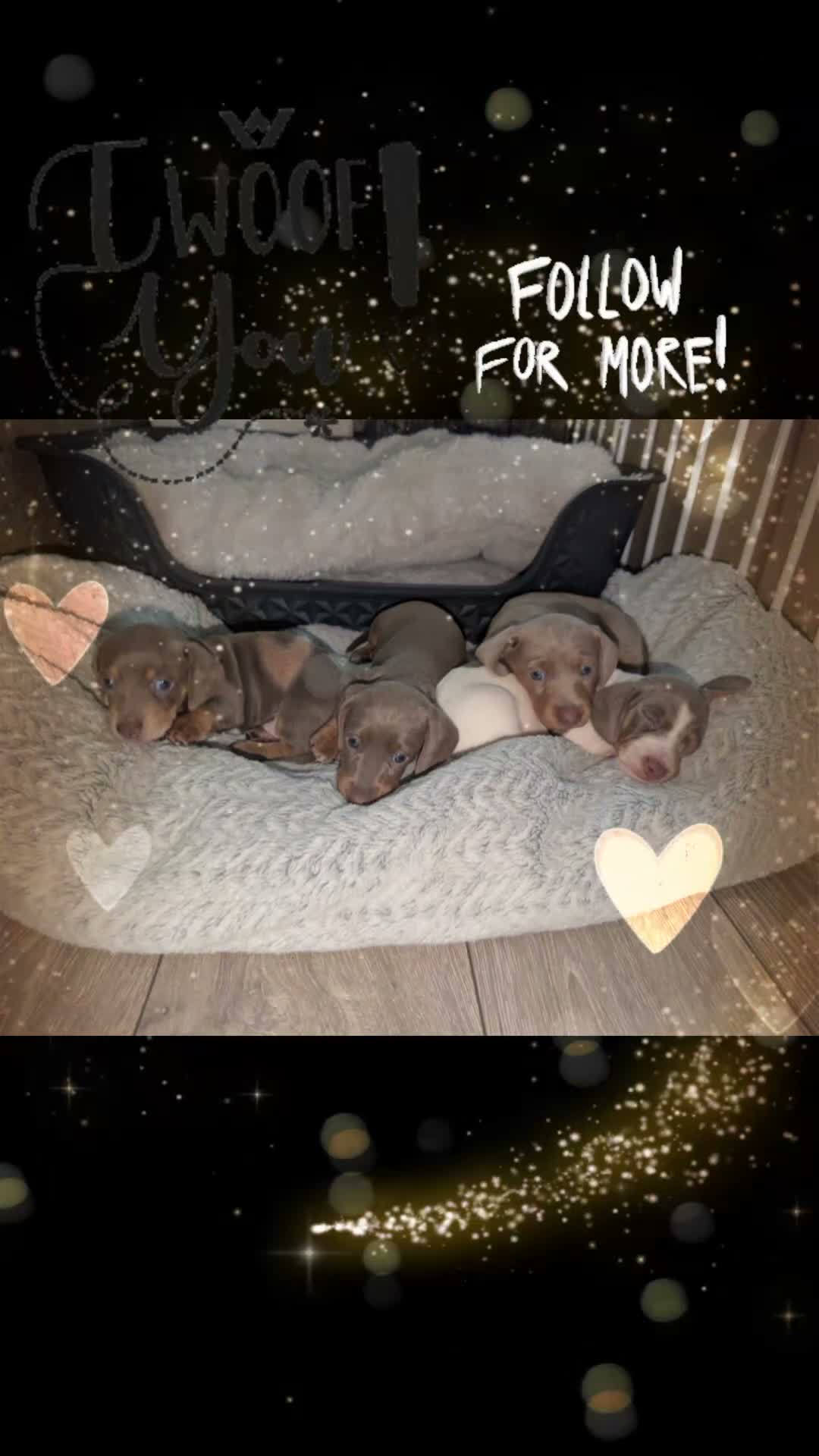 Miniature Dachshund dogs for sale: Gorgeous Purebred Miniature Dachshund Puppies - Video 2
