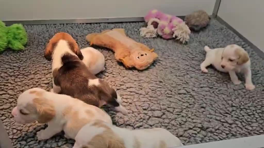 Beagle dogs for sale: Stunning KC Registered Beagle Pups- Ready 24.08.26 in Thirsk - Video 5