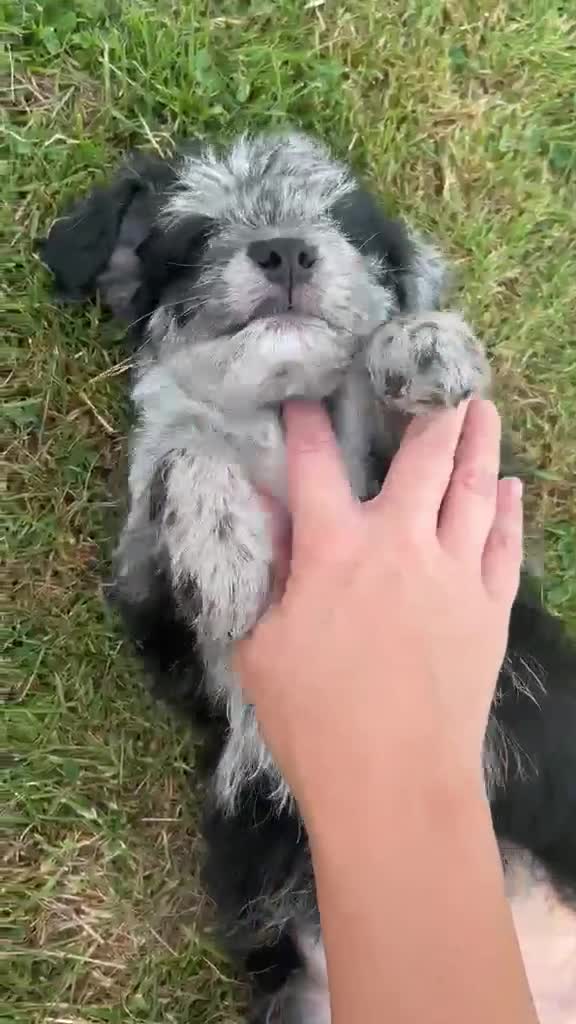 Labradoodle dogs for sale: Toy Labradoodle Puppies - Ready Now!  - Video 1