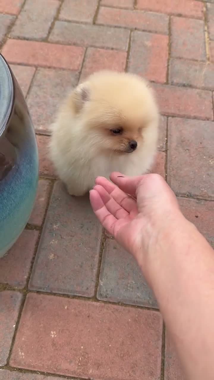 Pomeranian dogs for sale: Beautiful Poms - Video 3