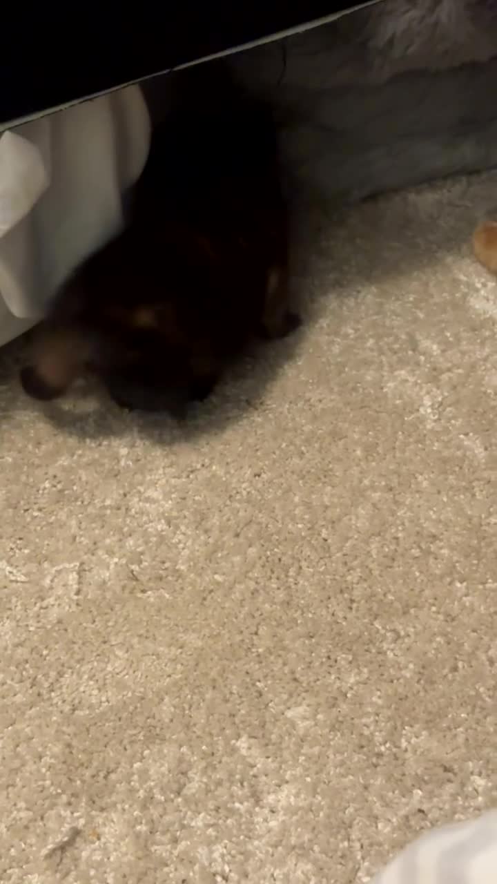 Mixed Breed cats for sale: Gorgeous silver and black kittens in Maidstone - Video 2