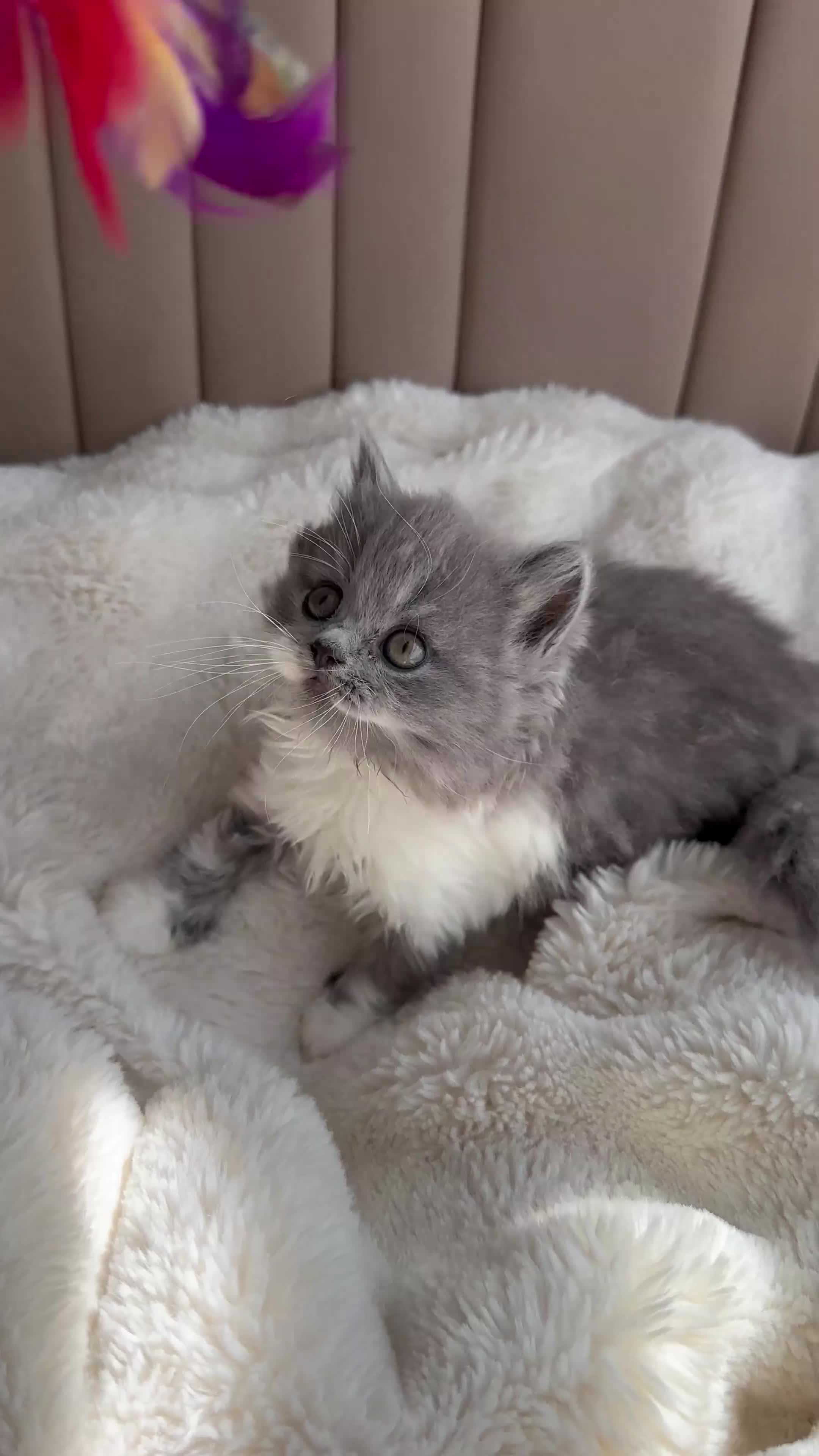 British Shorthair cats for sale: British Short Hair kittens GCCF REG - Video 3