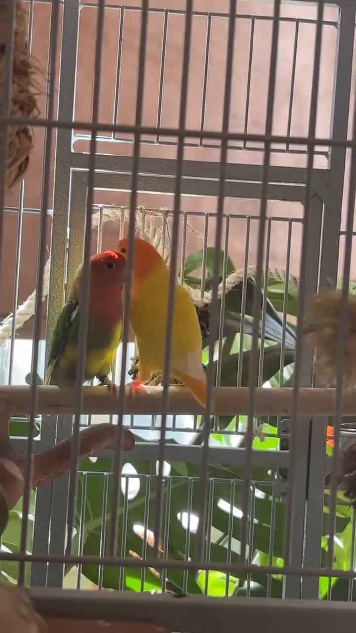 Lovebirds birds for sale: 2 Lovebirds (pair) Must go together, Read desc - Video 1
