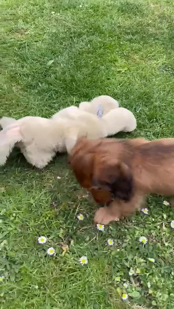 Dachshund dogs for sale: Last 2 Miniature longhaired dachshund Puppies - Video 2