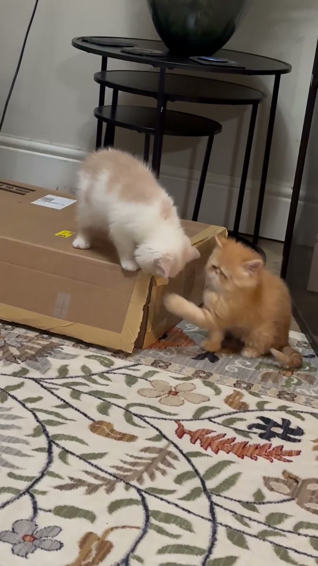 Persian cats for sale: Stunning PKD PRA clear Persian/exotic  - Video 1
