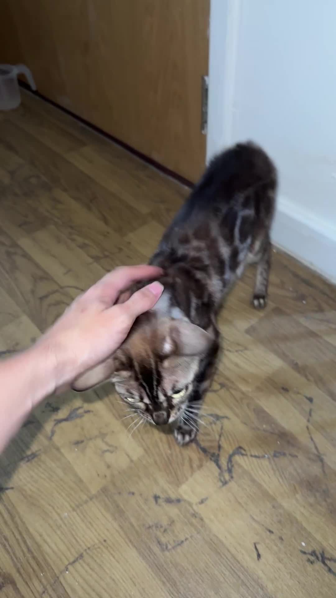 Bengal cats for sale: Beautiful bengal kittens  - Video 2