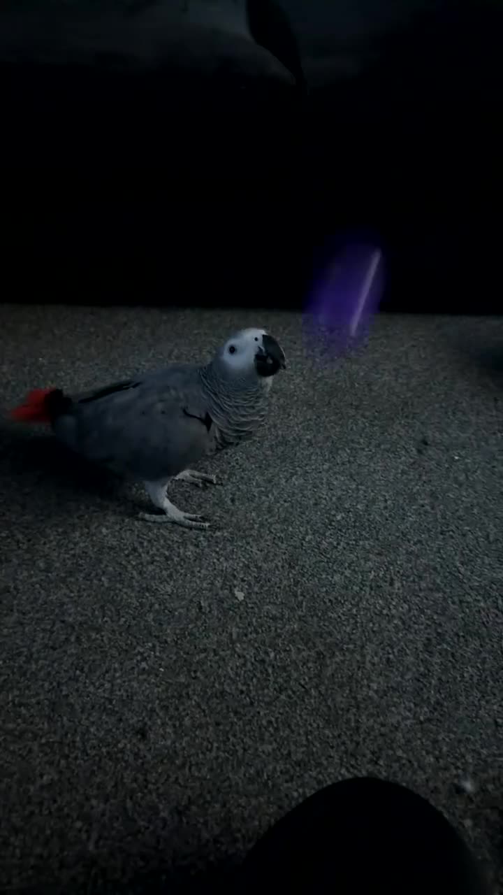 Parrots birds for sale: African grey parrot  - Video 1