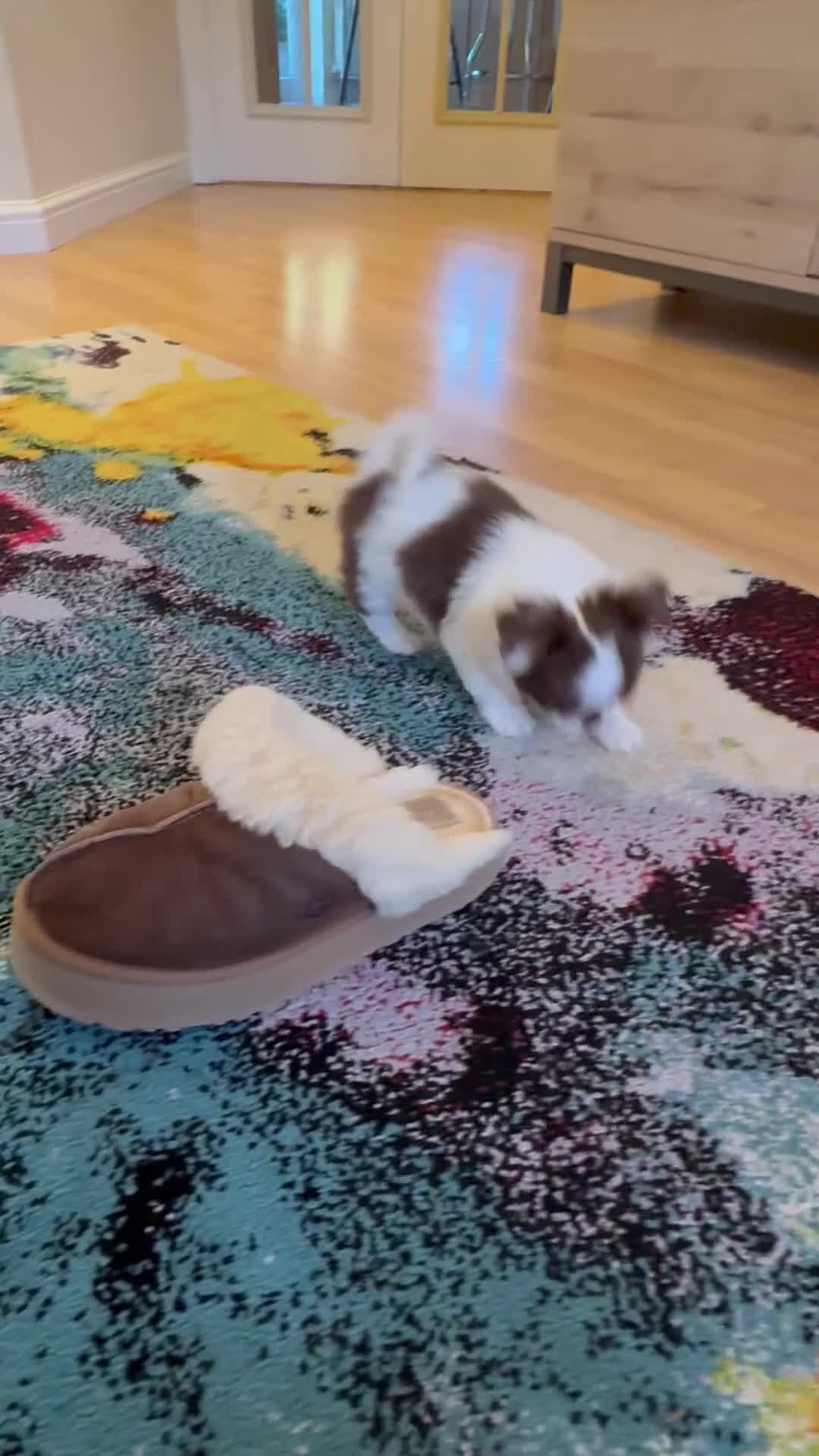 Chihuahua dogs for sale: Chihuahuas - Video 1