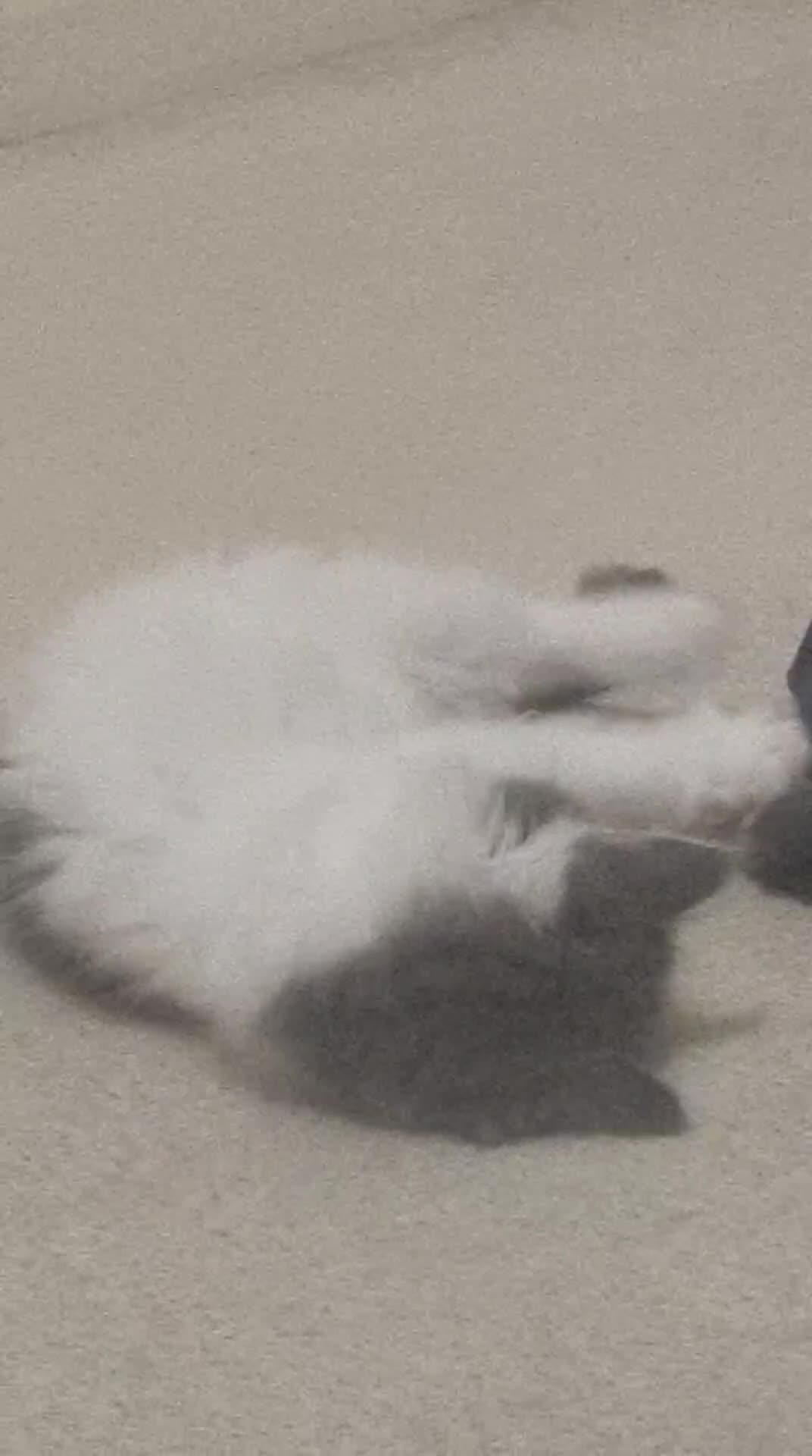 Persian cats for sale: Oreo is so healthy  in Bracknell - Video 1